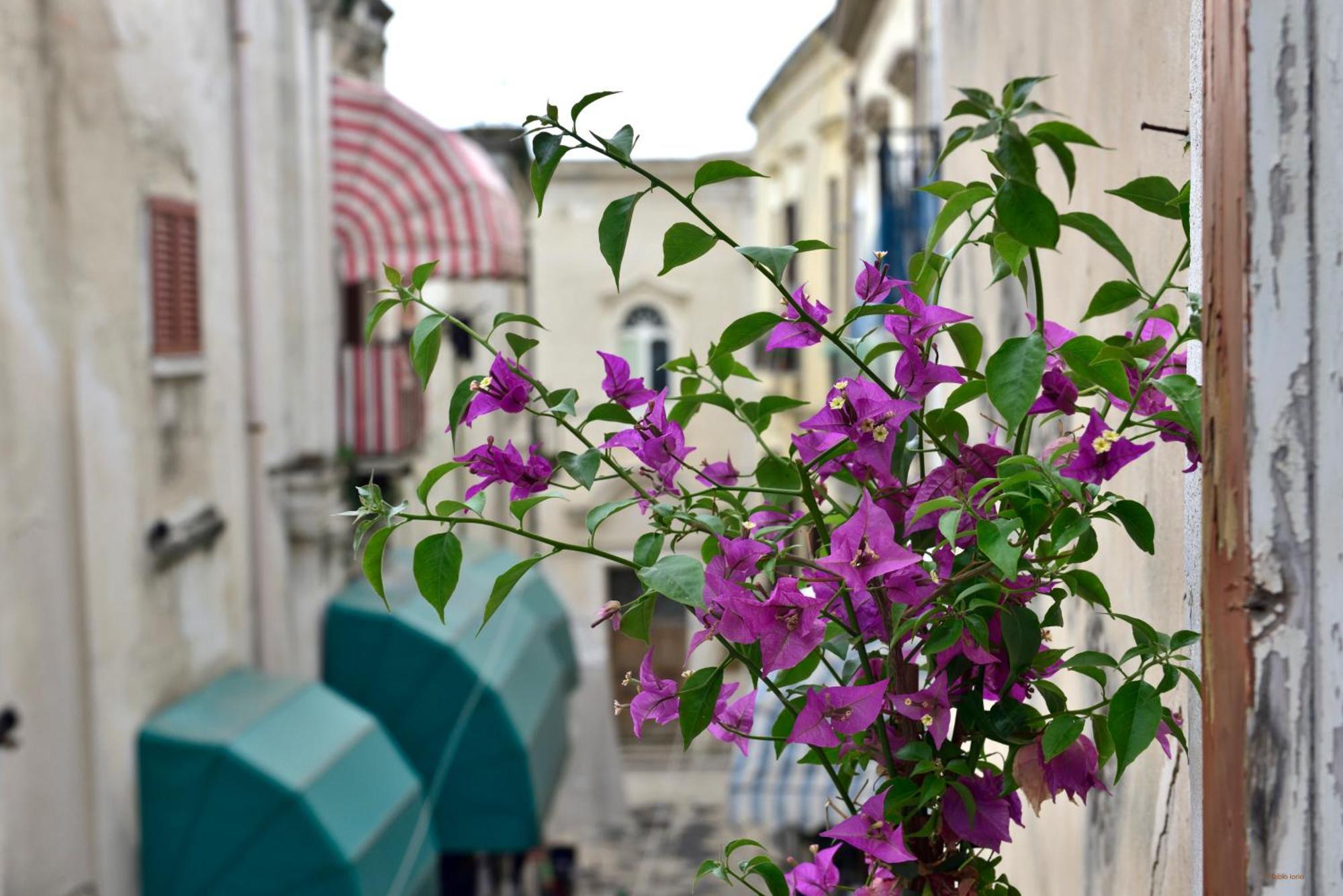 Ciaobari Apartment - Elegant 4 Bedrooms In The Heart Of Old Town Exterior foto